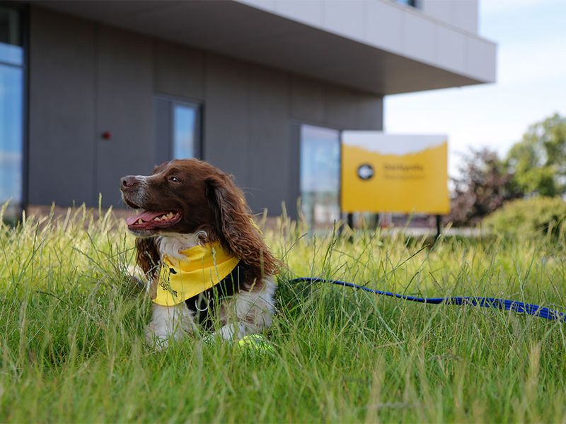 Meadow green store dog rescue centre